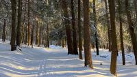 A snow-covered forest trail in Cooperstown, New York.